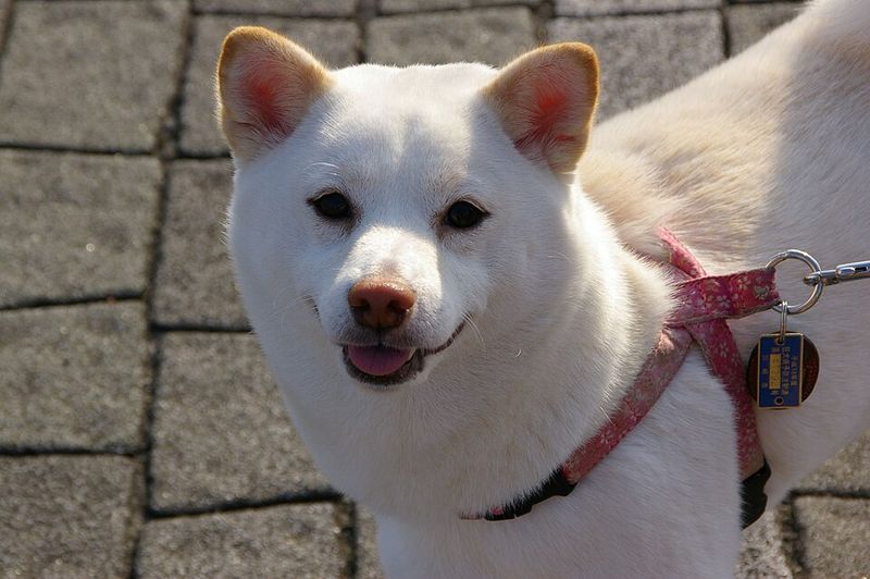 13 dog breeds people rush to adopt and quietly give up on later 14 Shiba Inu