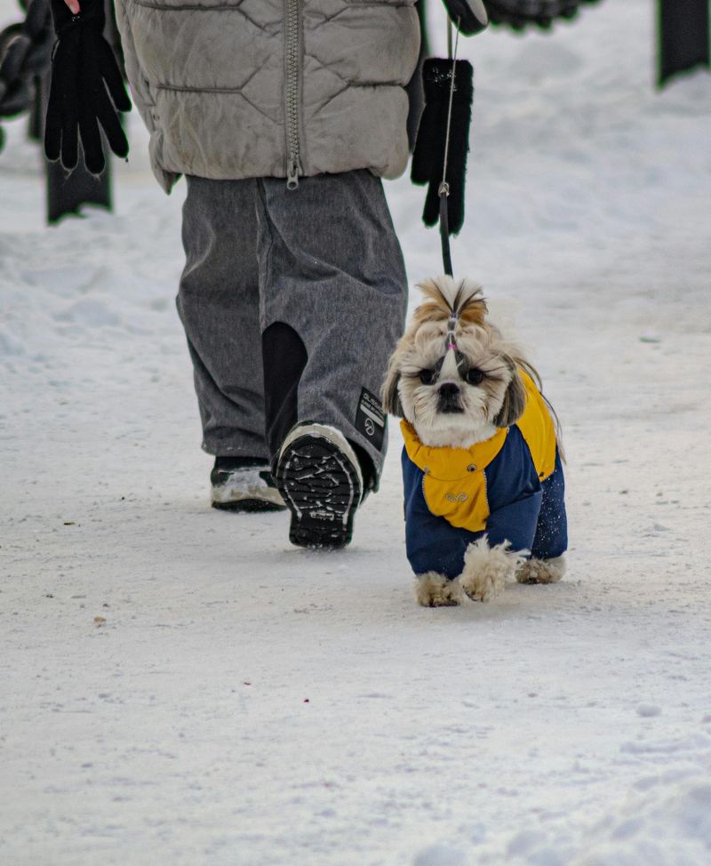25 Dog Breeds That Need Extra Care in Cold Weather 17 Shih Tzu