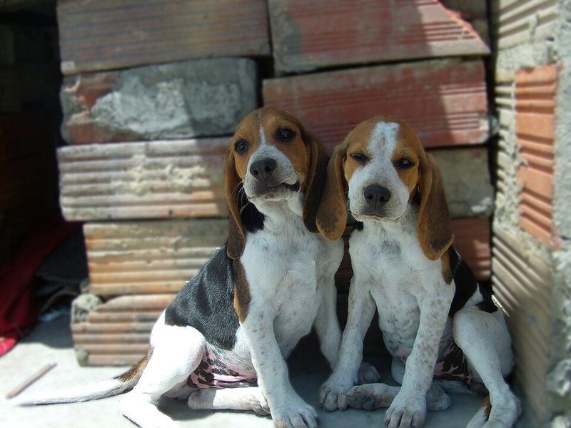 Dog ownership doesn't automatically require becoming a part-time groomer - These breeds prove it 2 Beagle