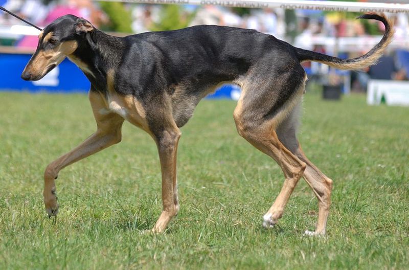 Polish Greyhound (Chart Polski)