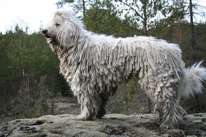 Think you know how your puppy will look? These 10 breeds may surprise you 6 Komondor