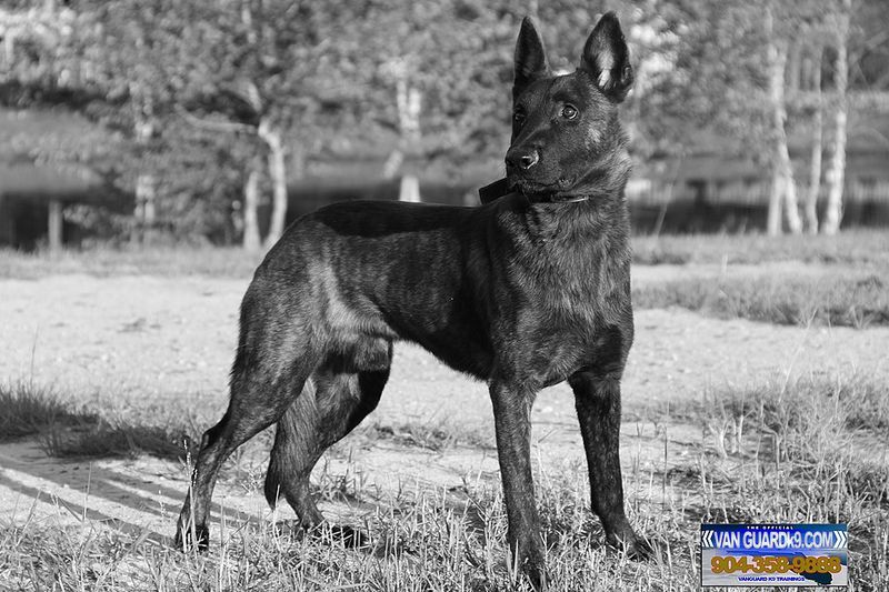 Origins in the Netherlands