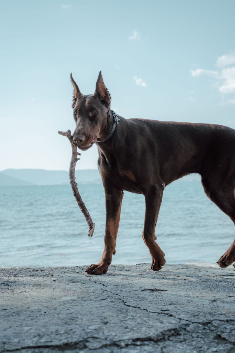 Everyone else believes you're fine - These dogs may be paying attention to the clues you can't hide 9 Doberman Pinscher