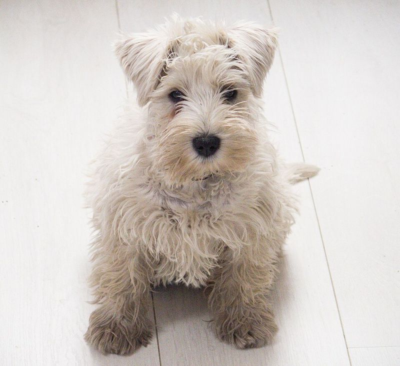 16 Dog Types That Get Hyper-Excited Every Time The Leash Comes Out 17 Miniature Schnauzer