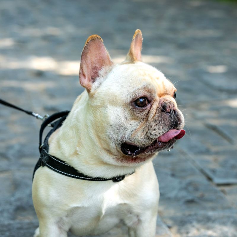 French Bulldog: Cute Face, Real Health Costs