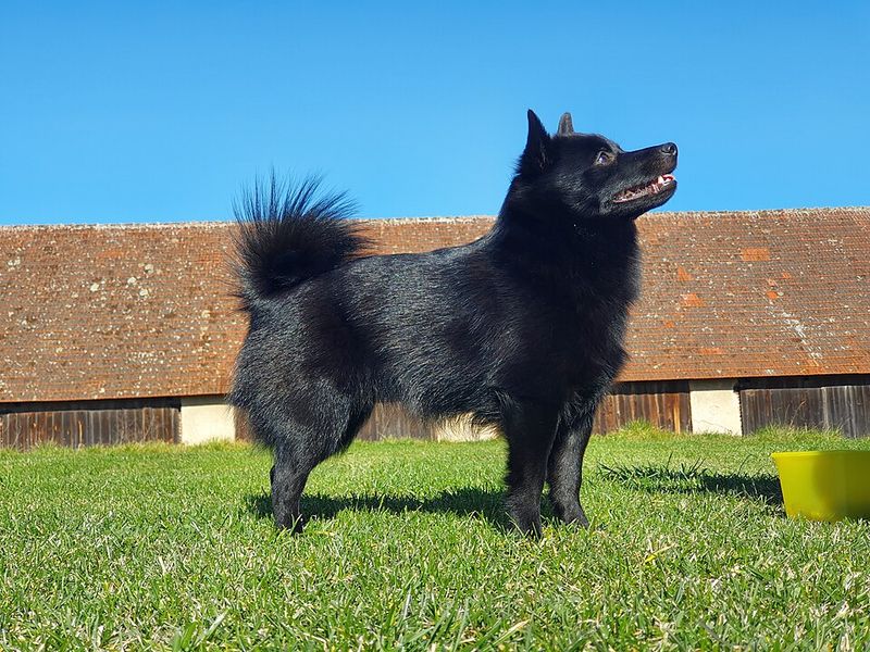 11 small breeds that consistently earn respect from large-dog fans 11 Schipperke