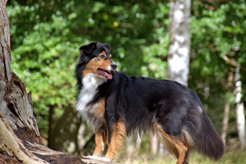 The internet makes one type of dog look unavoidable - Younger owners aren't necessarily following the script 7 Australian Shepherd