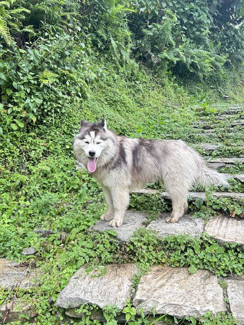 Siberian Husky