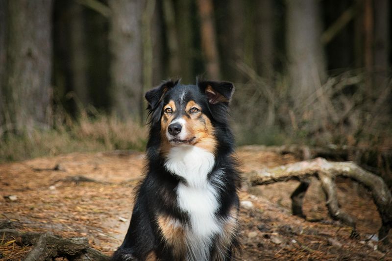 10 intelligent dog breeds that thrive on learning and problem-solving 6 Australian Shepherd