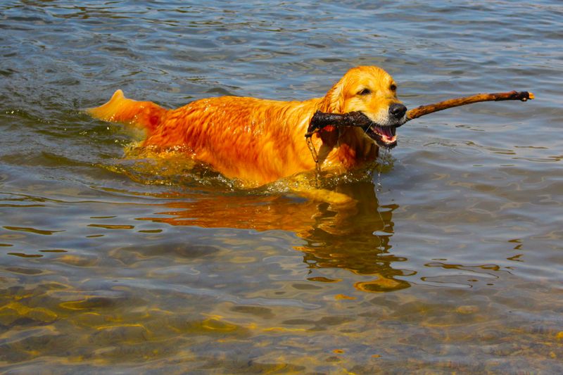 11 Water-Loving Dog Breeds That Especially Enjoy Swimming 6 Golden Retriever