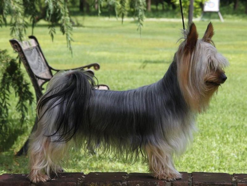 Silky Terrier