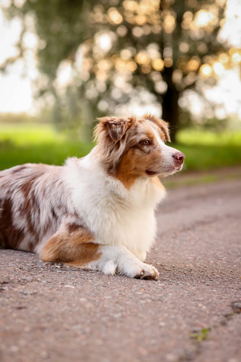 Australian Shepherd