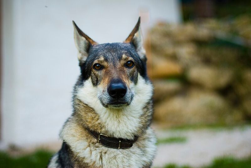 Czechoslovakian Wolfdog