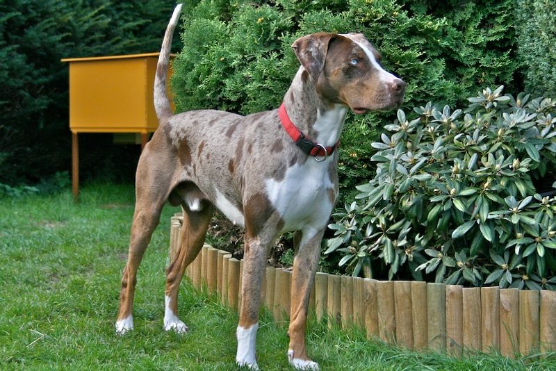 Catahoula Leopard Dog