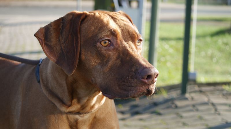Rhodesian Ridgeback