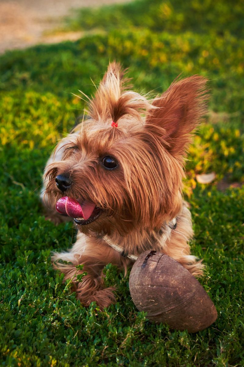 Small enough for your lap doesn't necessarily mean too small to sound the alarm 5 Yorkshire Terrier - tiny frame, bold bulletin
