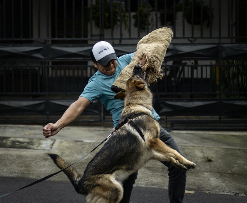 Training and Discipline