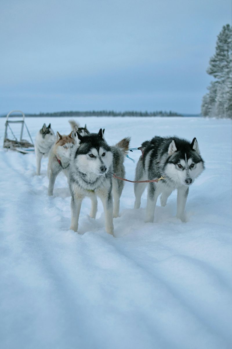 Siberian Husky