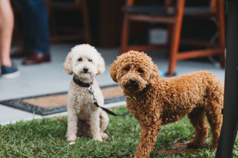 Already have pets? These dog breeds may be much less interested in starting a household rivalry 13 Poodle