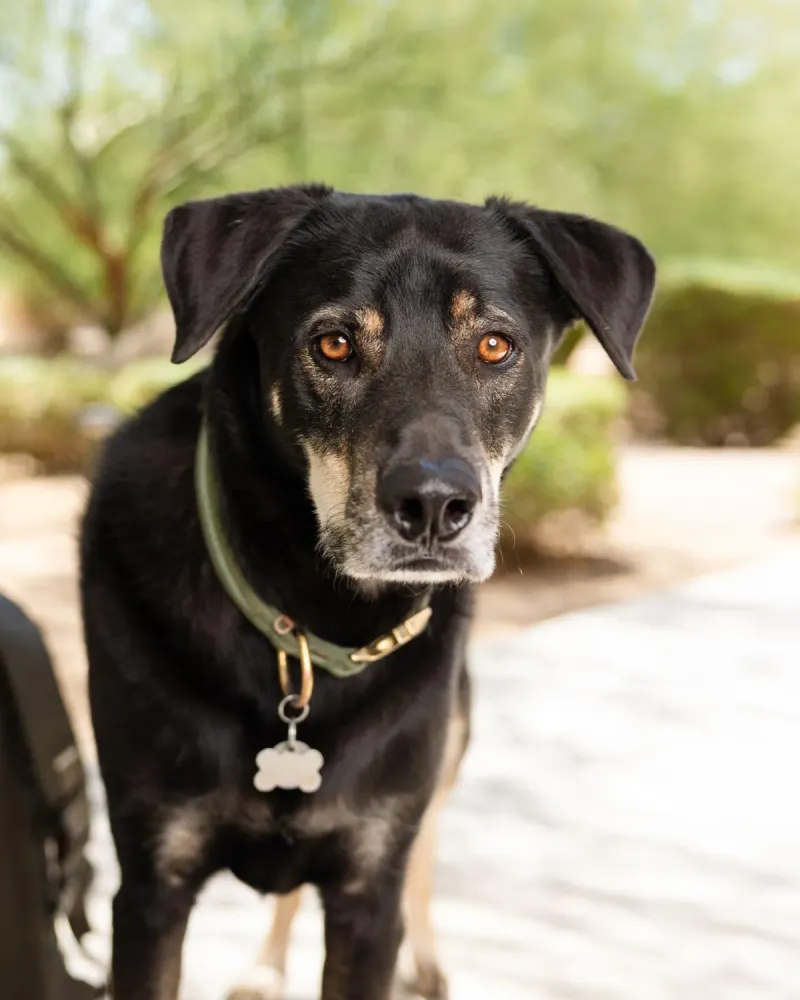 Your dog notices when your attention drifts - and these 8 behaviors prove it 3 Nudging your hand or arm