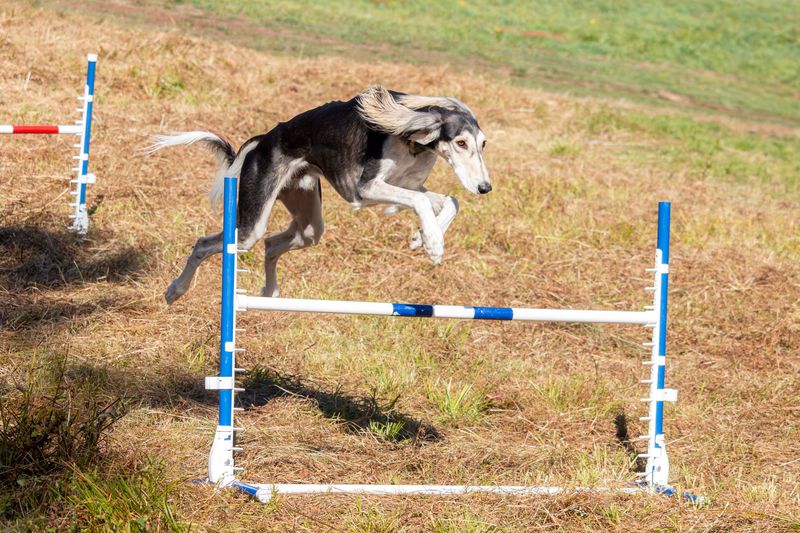Think you've seen every kind of dog? These extraordinary breeds may prove otherwise 10 Saluki