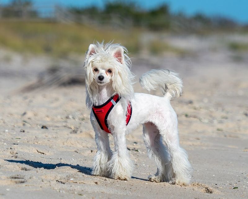 You spend years saying you'd never own one - Then one moves in and ruins that opinion completely 5 Chinese Crested