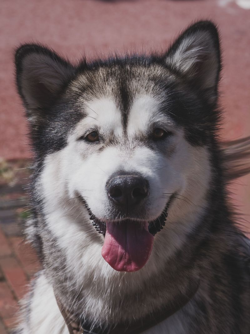 12 dogs that look impressive in photos - until their daily exercise requirements become your problem 11 Alaskan Malamute: Fluffy Freight Train