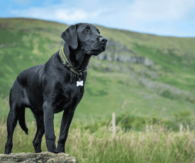 Labrador Retriever