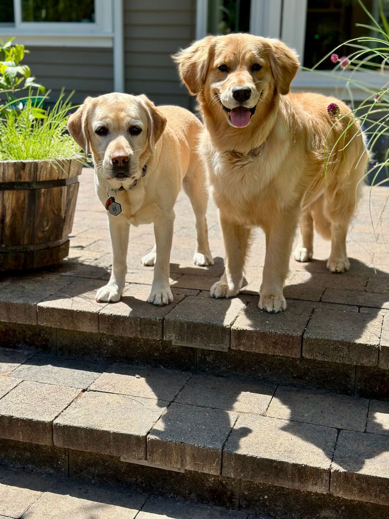 Thinking about a second dog? These 10 breed pairings often work beautifully – plus 2 unexpected matches 2 Labrador Retriever + Golden Retriever