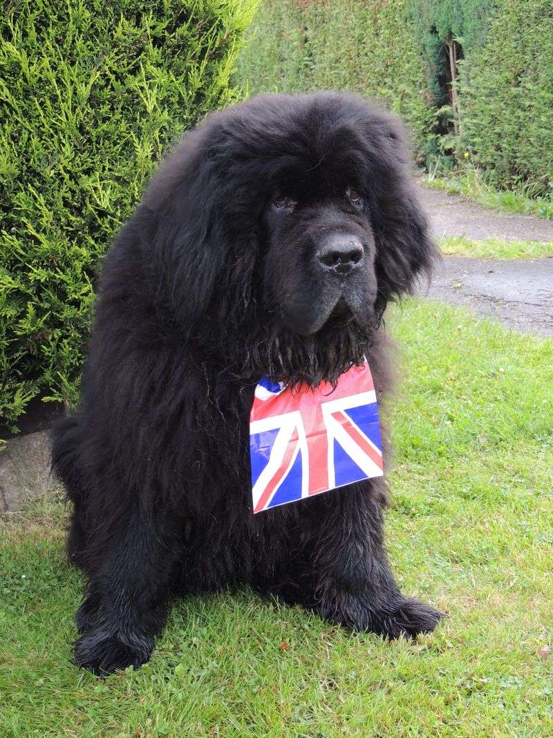 Newfoundland