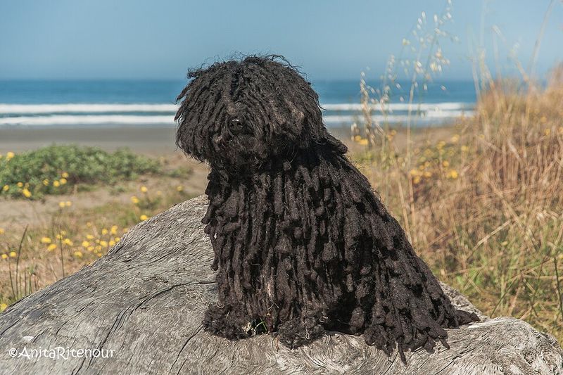 10 dog breeds with fascinating physical traits – plus 3 that always spark conversations 9 Puli