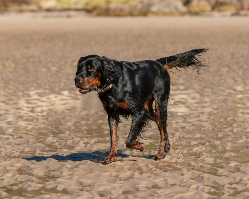 Gordon Setter