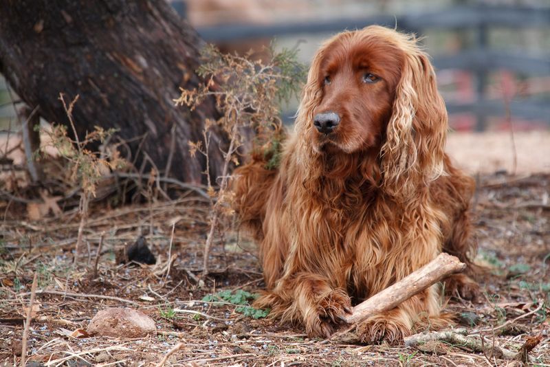 Beauty comes in many forms - These 12 breeds prove it, and these 3 reinforce it 6 Irish Setter