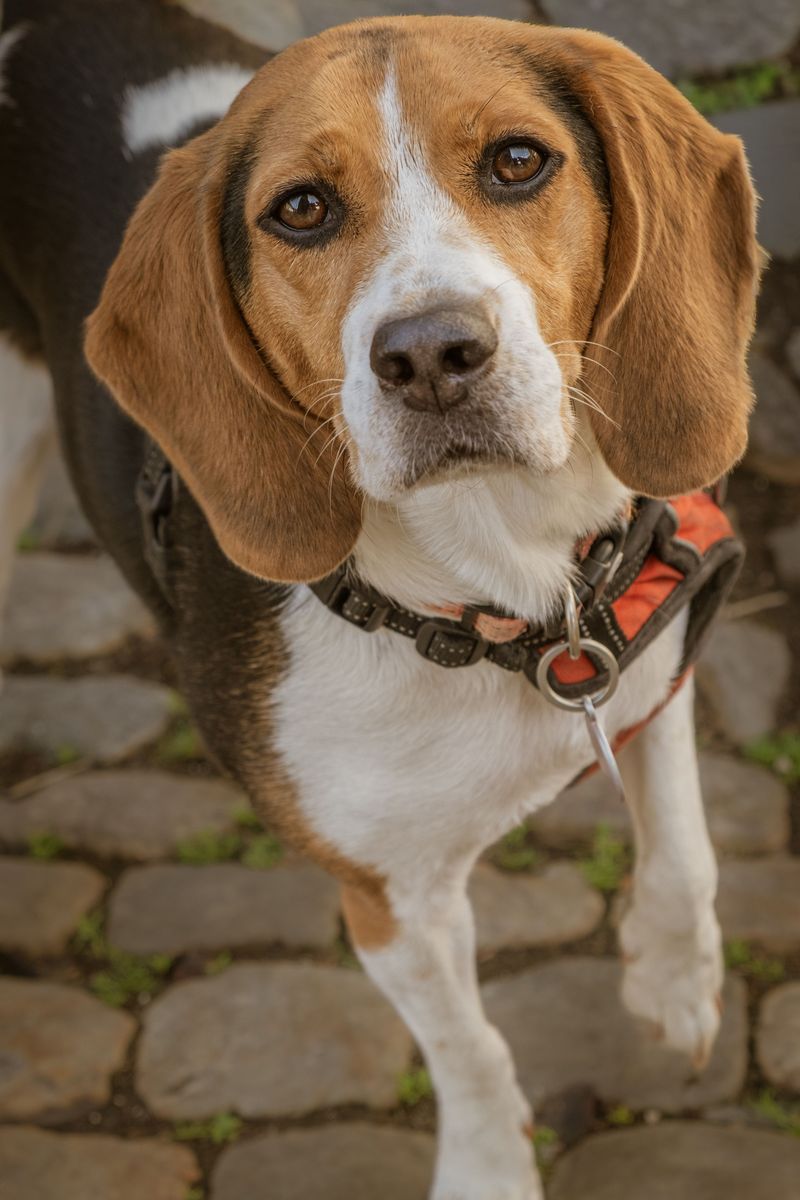 These 11 dog breeds have their own hilarious way of communicating - plus 3 vocal personalities 4 Beagle