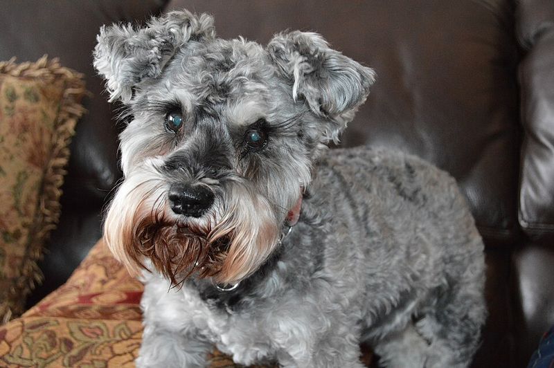 Sometimes the best dog is simply the one that makes everyday life easier 7 Miniature Schnauzer