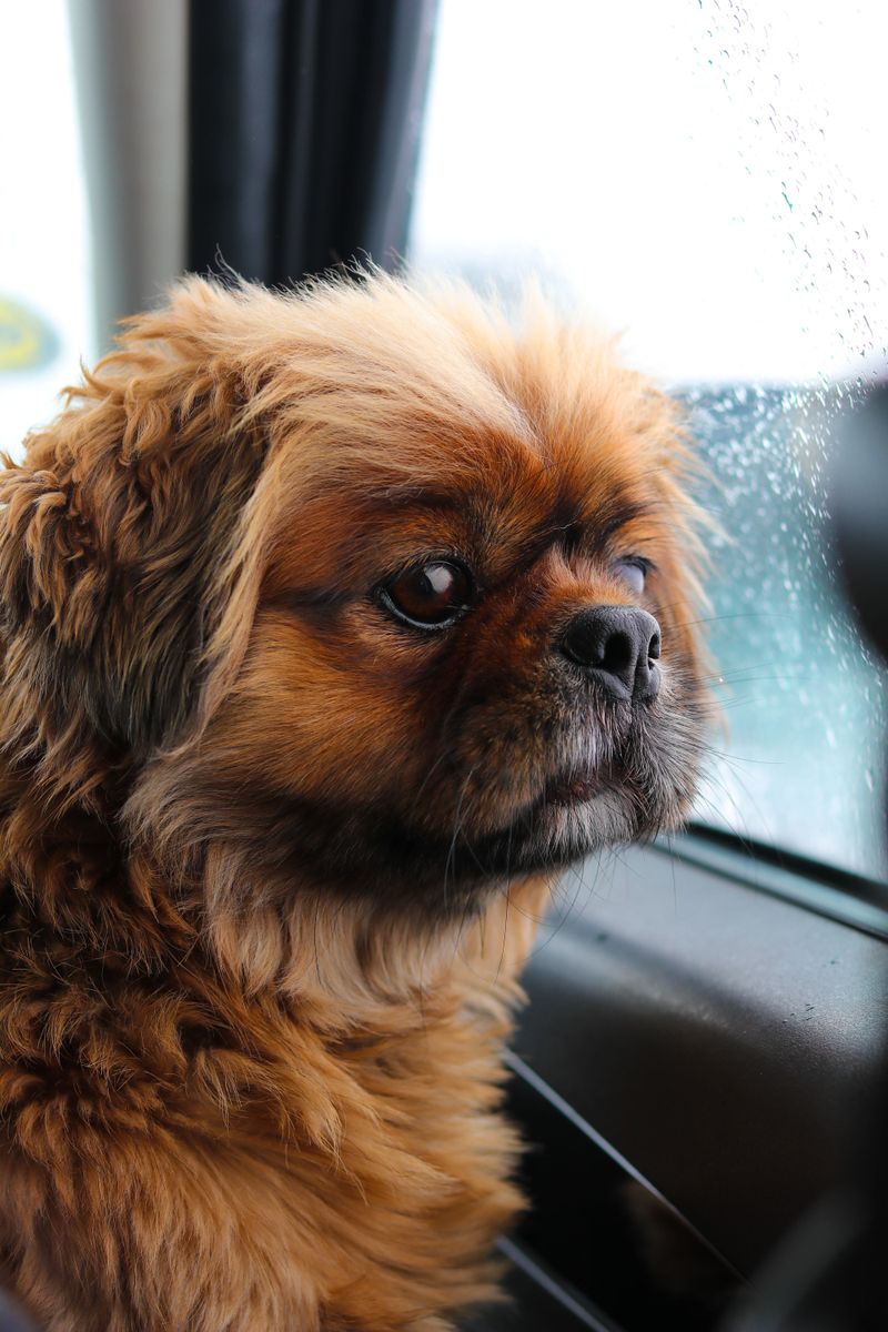 Some dogs turn everyday life into an adventure - these breeds can make it feel wonderfully peaceful instead 10 Pekingese