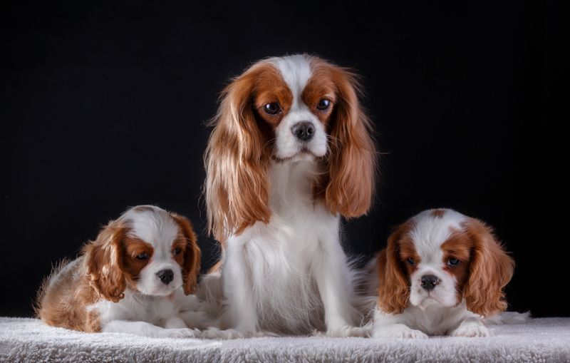 12 Dog Breeds Perfect for Introverts Looking for a Quiet, Loyal Companion 8 Cavalier King Charles Spaniel