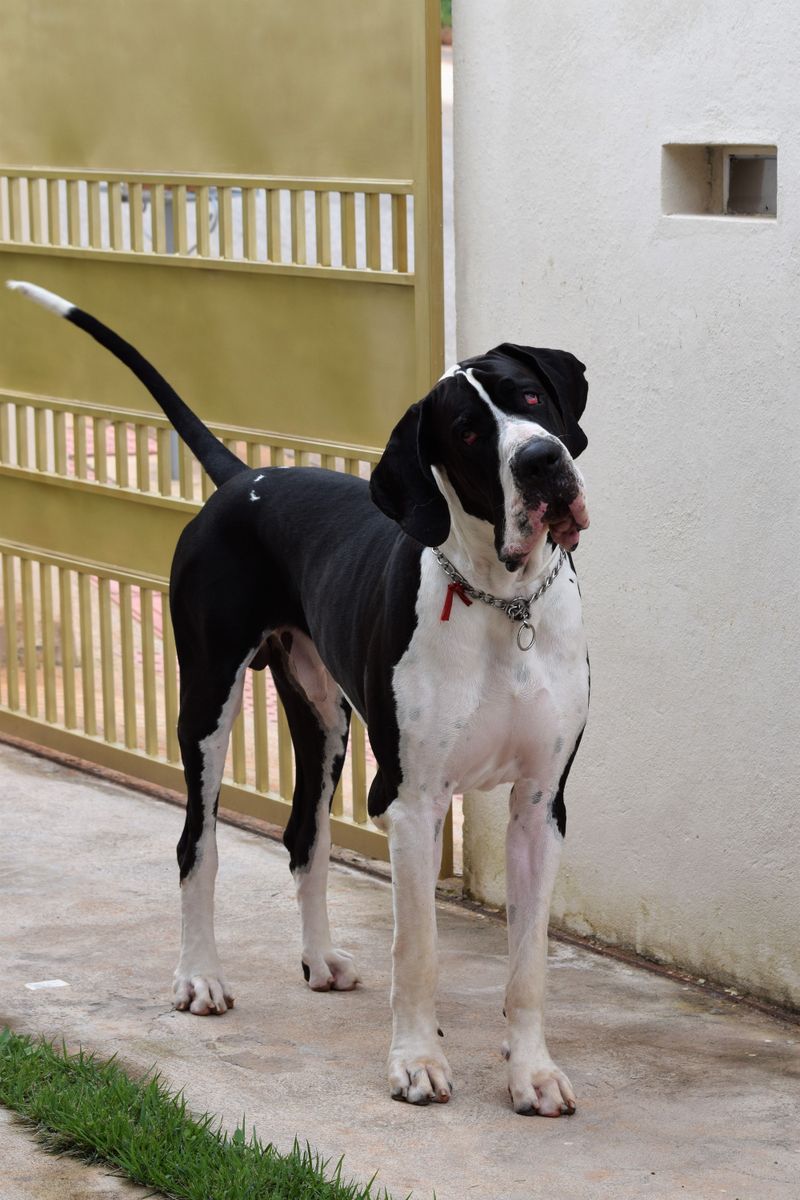 Some dogs practically require their own beauty schedule - These breeds are refreshingly different 8 Great Dane