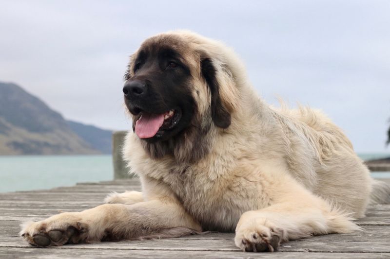 25 Gentle Giants: Large Dog Breeds Known for Their Loving Temperament 6 Leonberger