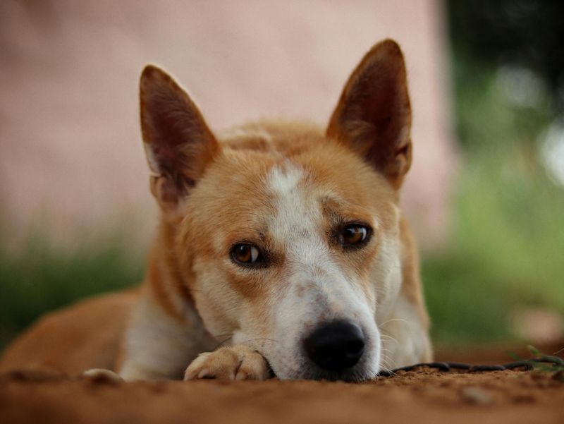 13 Dog Breeds That Treat Every Stranger With Suspicion at First Plus 4 More Wary Breeds That Need Time to Trust 15 Canaan Dog