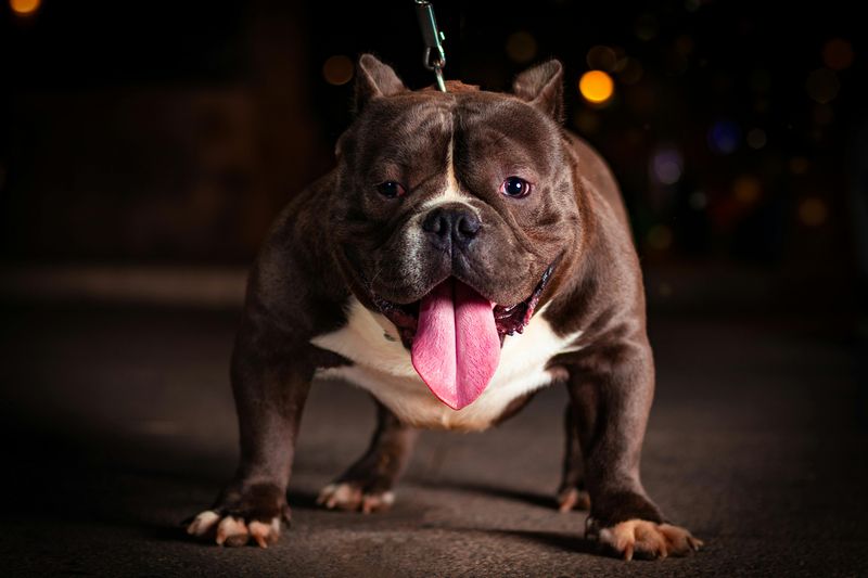 17 Dog Breeds That Are Surprisingly Difficult to Train 4 Bulldog