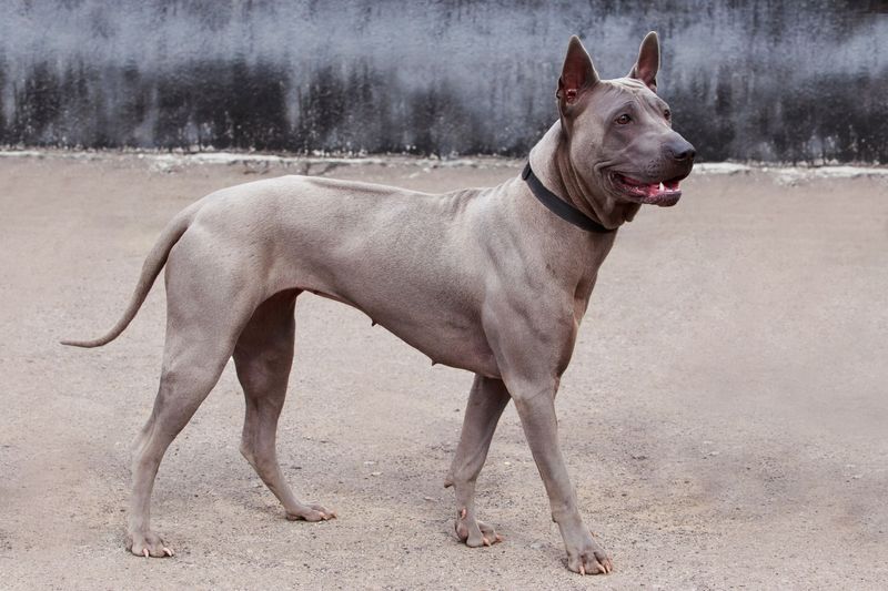16 Delightfully Quirky Dog Breeds That Win Hearts with Their Unique Charms 12 Thai Ridgeback