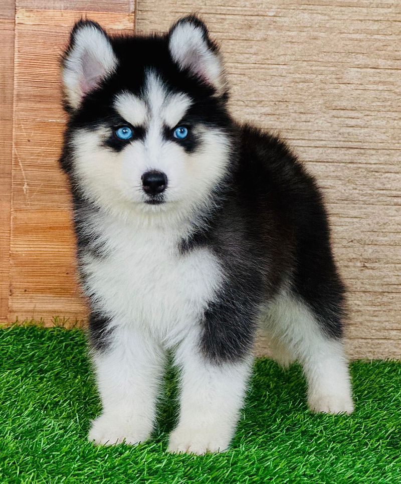 Siberian Husky