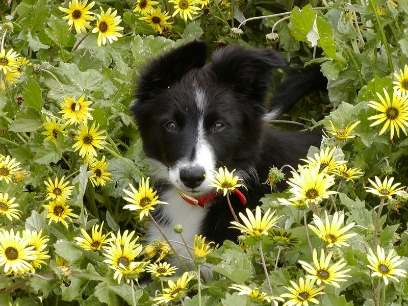 Border Collie