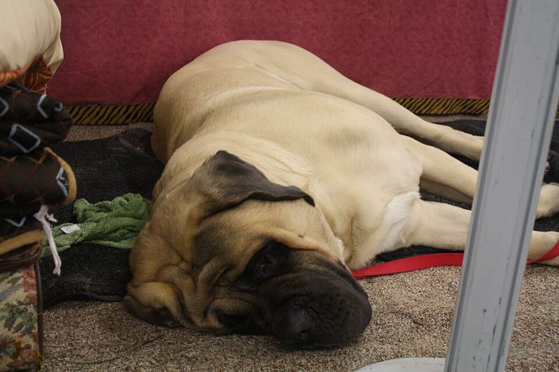 Mastiff
