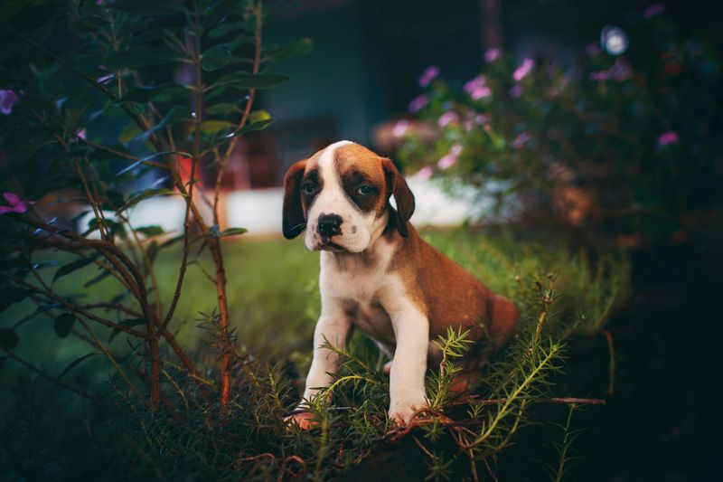 Boxer Puppy