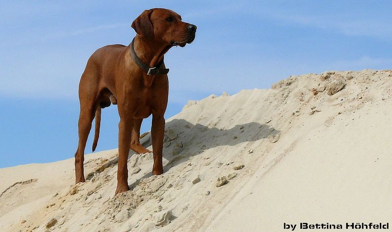 Aggression rarely appears from nowhere - these dog breeds can be especially challenging when signals are missed 12 Rhodesian Ridgeback