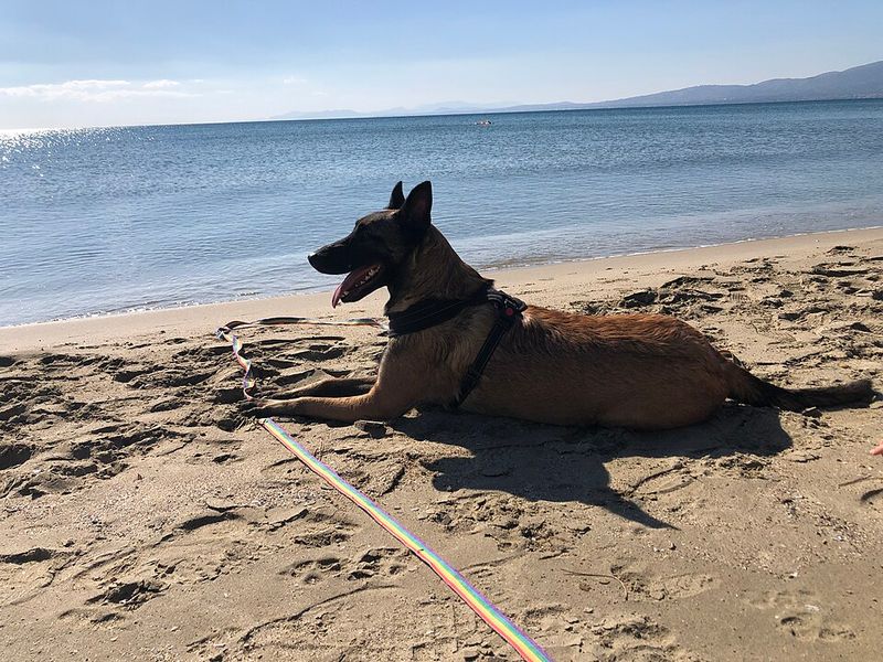 Living with these dog breeds often teaches owners to communicate more thoughtfully 6 Belgian Malinois