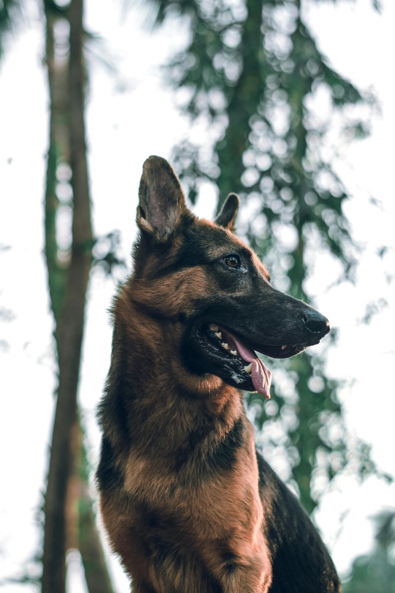 German Shepherd