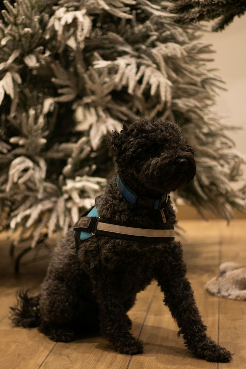 Poodle